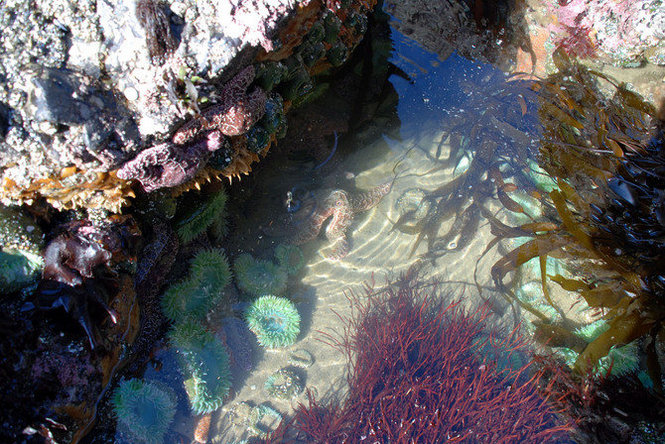 Tide pool en Oregon (USA), Nature inspiratrice pour Tula